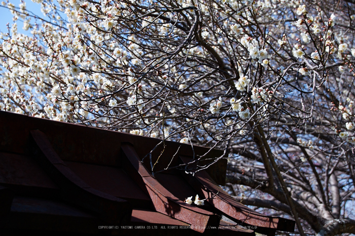 奈良,梅,SIGMA18_200,(IMG_9896,54mm,F6.3)2014yaotomi_.jpg