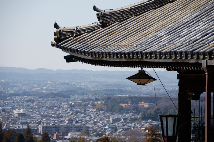 奈良,梅,SIGMA18_200,(IMG_9903,125mm,F6.3)2014yaotomi_.jpg