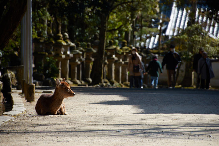 奈良,梅,SIGMA18_200,(IMG_9929,200mm,F6.3)2014yaotomi_.jpg