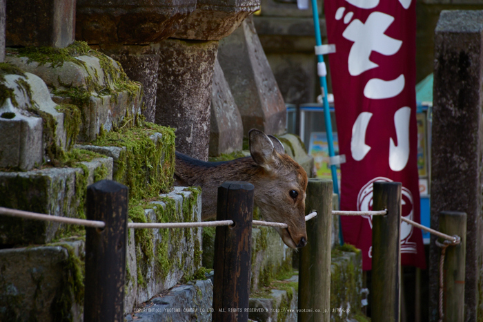 奈良,梅,SIGMA18_200,(IMG_9964,200mm,F6.3)2014yaotomi_.jpg