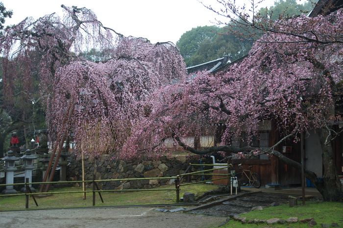 奈良桜,2014近況,PK3_7786(F4,0)_2014yaotomi_.jpg