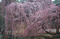 奈良桜,2014近況,PK3_7791(F7,1)_2014yaotomi_.jpg