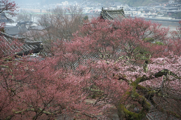 奈良桜,2014近況,PK3_7838(F4,0)_2014yaotomi_.jpg