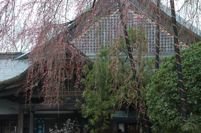 奈良桜,2014近況,PK3_7864(F6,3)_2014yaotomi_.jpg