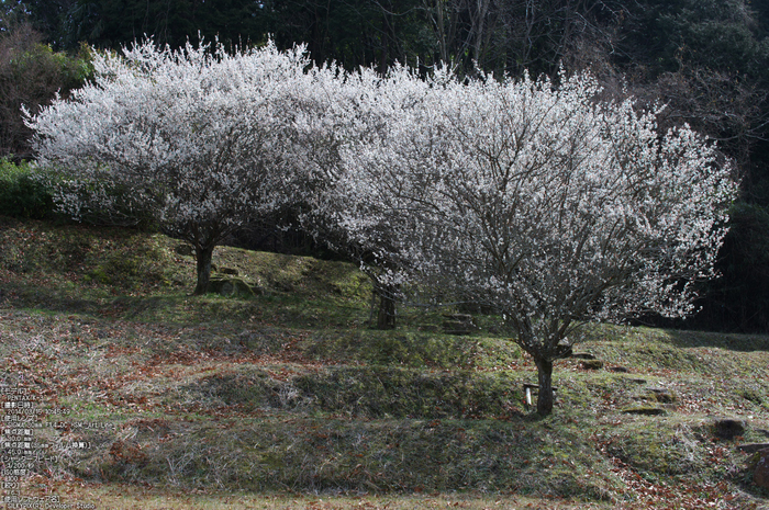 明日香・梅(PK3_6627_F6,3_ss200)2014yaotomi_s.jpg