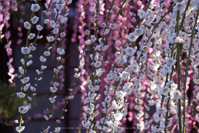 結城神社,梅,SIGMA18_200,(IMG_0495,89mm,F6.3)2014yaotomi_.jpg