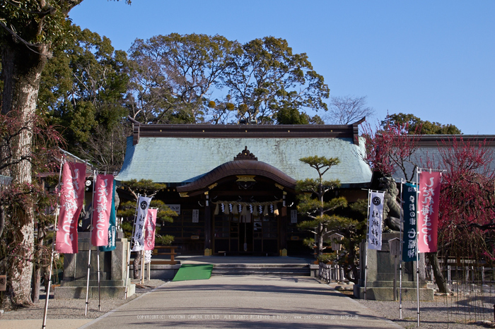 結城神社,梅,SIGMA18_200,(IMG_0514,39mm,F9)2014yaotomi_.jpg