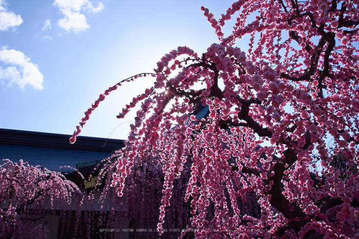 結城神社,梅,SIGMA18_200,(IMG_0549,18mm,F13)2014yaotomi_.jpg