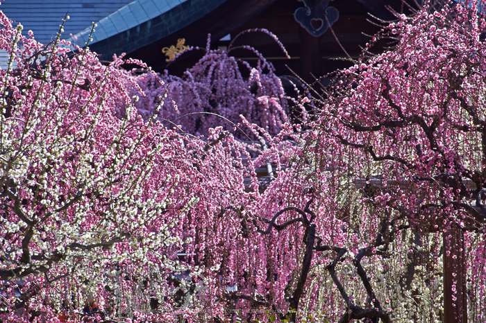 結城神社,梅,SIGMA18_200,(IMG_0641,200mm,F10)2014yaotomi_.jpg