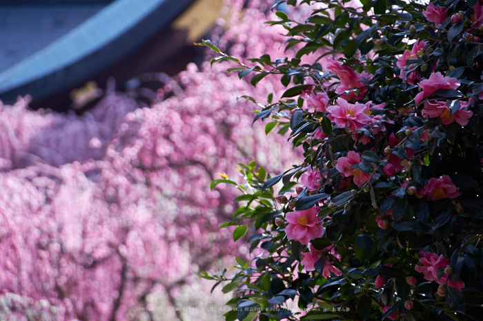 結城神社,梅,SIGMA18_200,(IMG_0651,200mm,F6.3)2014yaotomi_.jpg