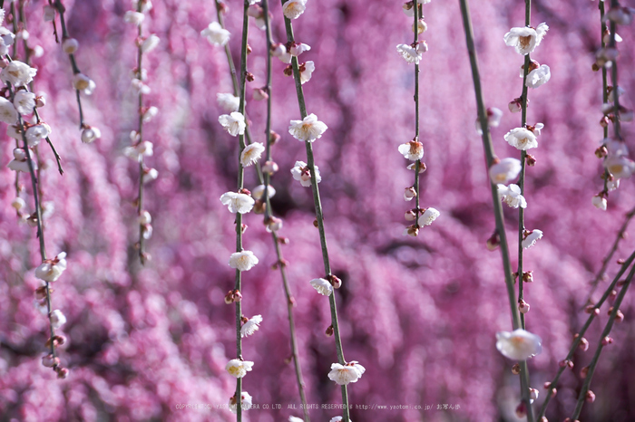 結城神社,梅,SIGMA18_200,(IMG_0680,106mm,F5.6)2014yaotomi_.jpg