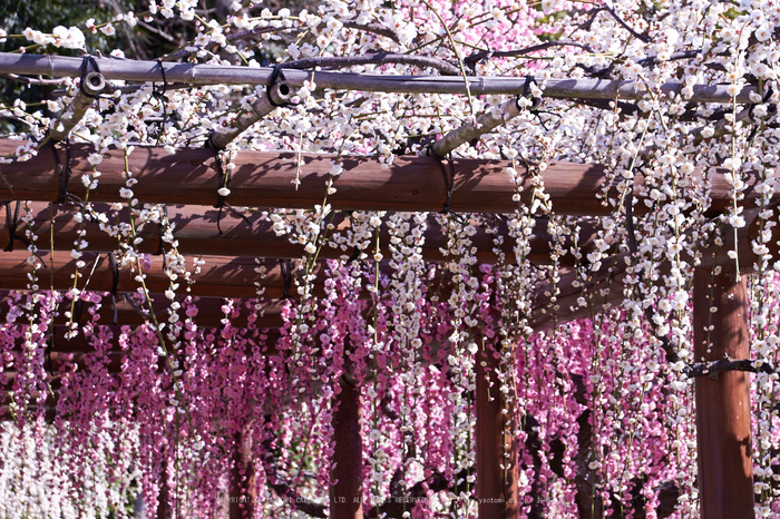 結城神社,梅,SIGMA18_200,(IMG_0721,75mm,F7.1)2014yaotomi_.jpg