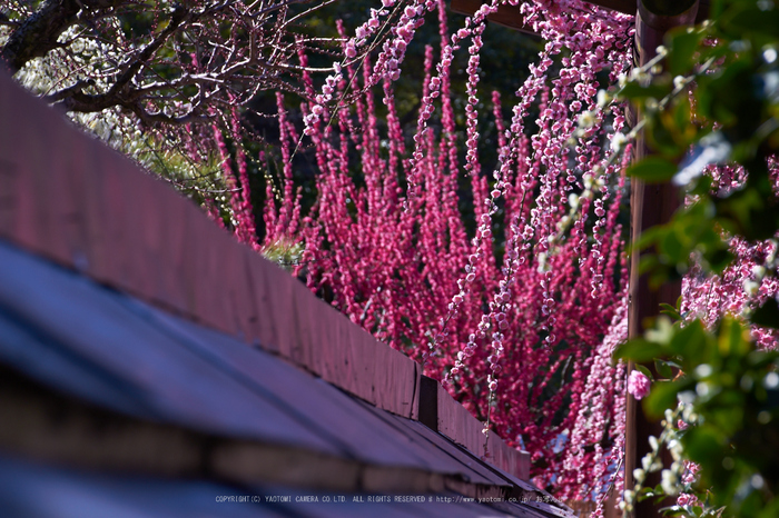 結城神社,梅,SIGMA18_200,(IMG_0789,147mm,F8)2014yaotomi_.jpg