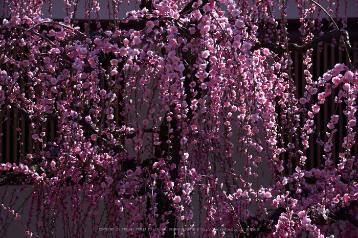 結城神社,梅,SIGMA18_200,(IMG_0794,75mm,F5.6)2014yaotomi_.jpg