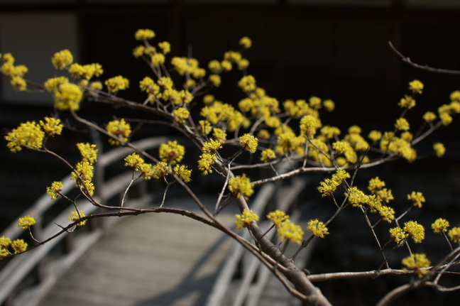 観心寺,梅(PK3_7265_F2,8_30mm)2014yaotomi_.jpg