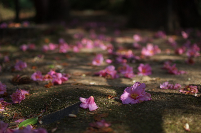 観心寺,梅(PK3_7291_F1,4_30mm)2014yaotomi_.jpg