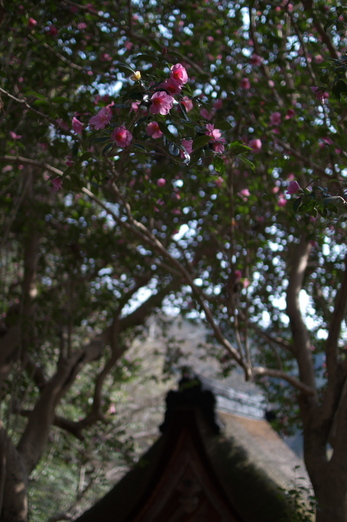 観心寺,梅(PK3_7292_F1,4_30mm)2014yaotomi_.jpg