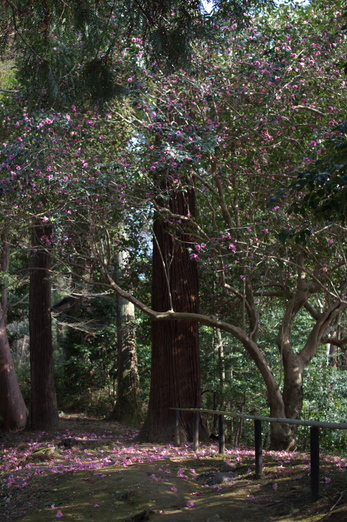 観心寺,梅(PK3_7293_F1,6_30mm)2014yaotomi_.jpg