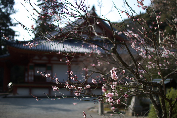 観心寺,梅(PK3_7308_F1,4_30mm)2014yaotomi_.jpg