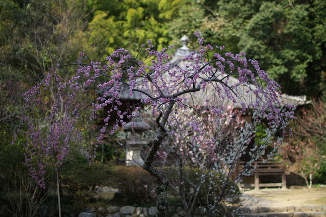 観心寺,梅(PK3_7326_F1,4_30mm)2014yaotomi_.jpg