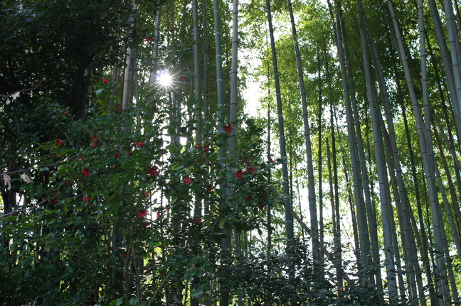 観心寺,梅(PK3_7350_F5,6_30mm)2014yaotomi_.jpg