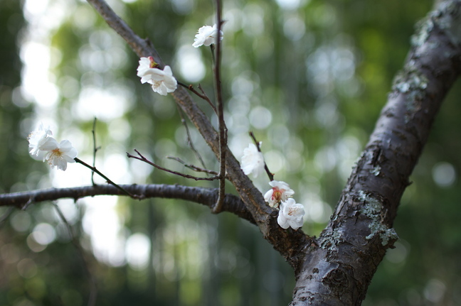 観心寺,梅(PK3_7353_F1,8_30mm)2014yaotomi_.jpg