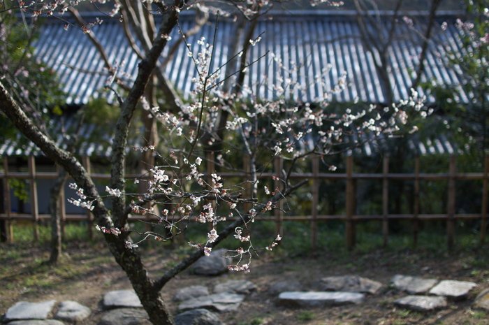 観心寺,梅(PK3_7354_F1,8_30mm)2014yaotomi_.jpg