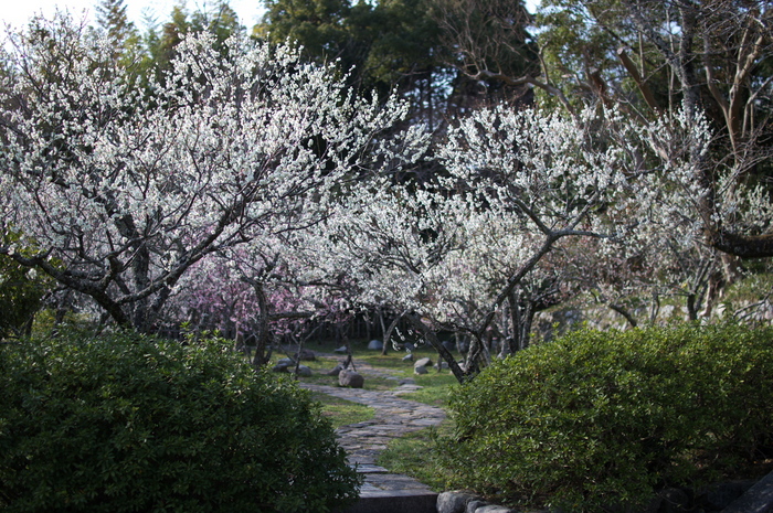 観心寺,梅(PK3_7368_F1,6_30mm)2014yaotomi_.jpg