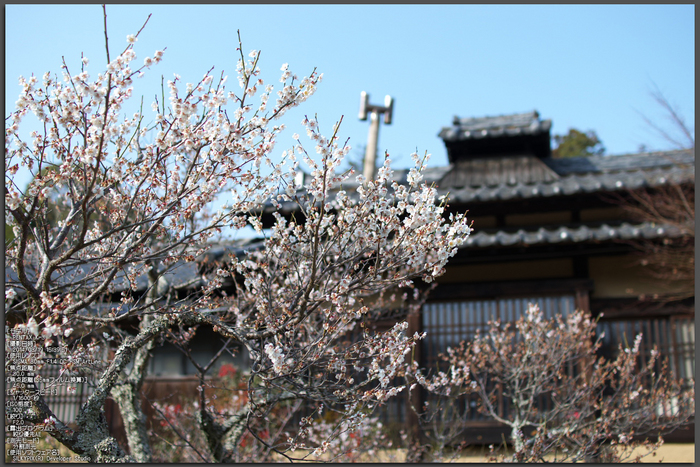 観心寺,梅(PK3_7373_F2,0_30mm)2014yaotomi_Top.jpg