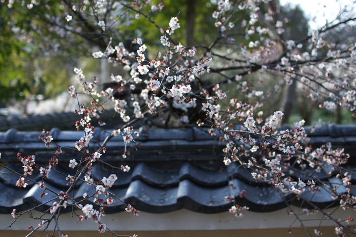 観心寺,梅(PK3_7379_F2,0_30mm)2014yaotomi_.jpg