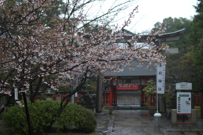 車折神社,桜_2014yaotomi_PK3_7717(F1,6_30mm).jpg