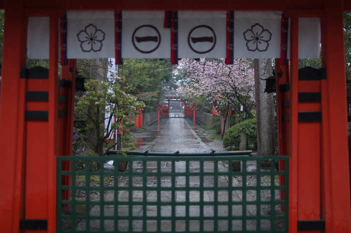 車折神社,桜_2014yaotomi_PK3_7727(F1,4_30mm).jpg