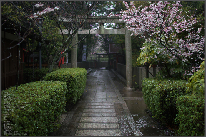 車折神社,桜_2014yaotomi_PK3_7729(F1,4_30mm)_Top.jpg