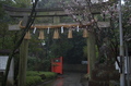 車折神社,桜_2014yaotomi_PK3_7735(F1,6_30mm).jpg