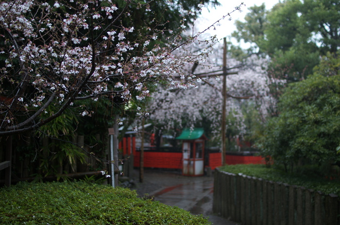 車折神社,桜_2014yaotomi_PK3_7739(F1,6_30mm).jpg