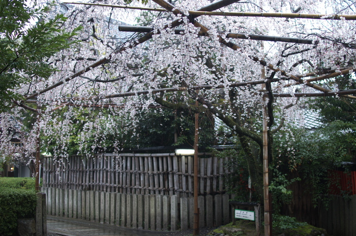 車折神社,桜_2014yaotomi_PK3_7745(F1,6_30mm).jpg