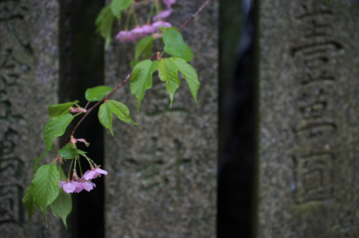 車折神社,桜_2014yaotomi_PK3_7750(F1,6_30mm).jpg