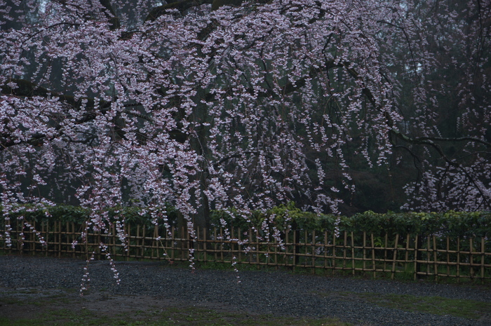 近衞邸跡,桜_2014yaotomi_PK3_7521(F4,0).jpg