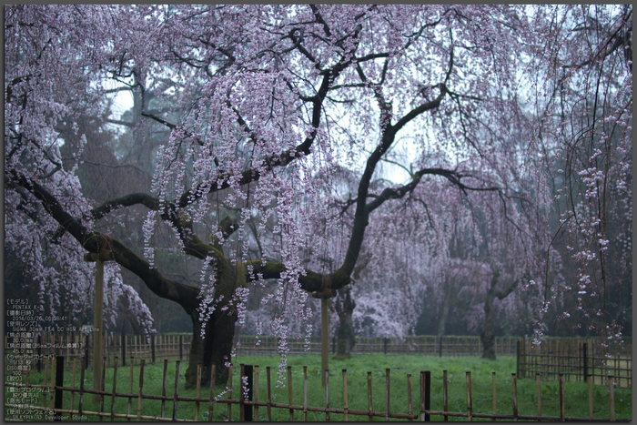 近衞邸跡,桜_2014yaotomi_PK3_7541(F1,4)_Top.jpg