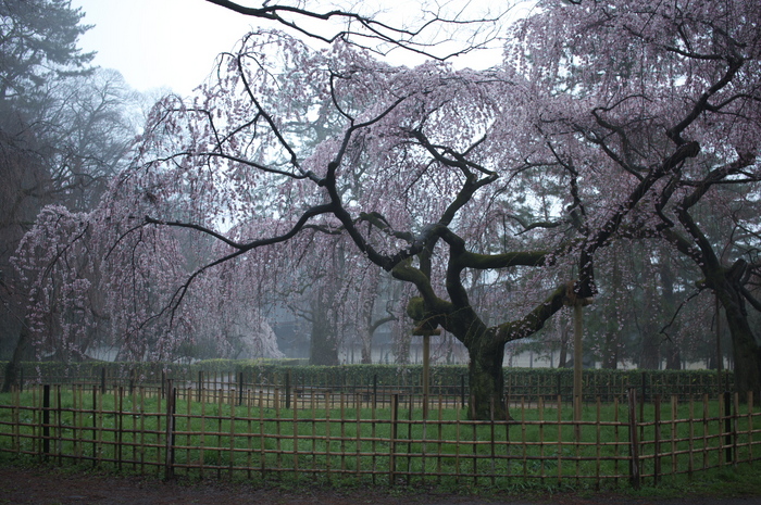 近衞邸跡,桜_2014yaotomi_PK3_7561(F4,0).jpg