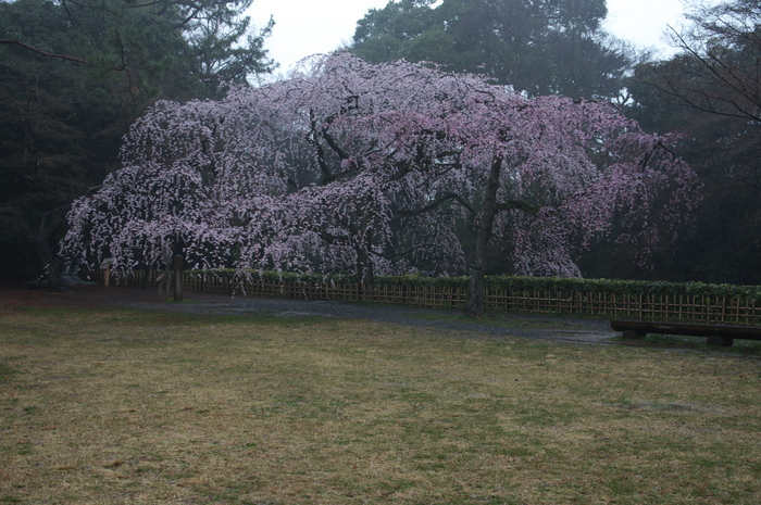 近衞邸跡,桜_2014yaotomi_PK3_7583(F4,5).jpg