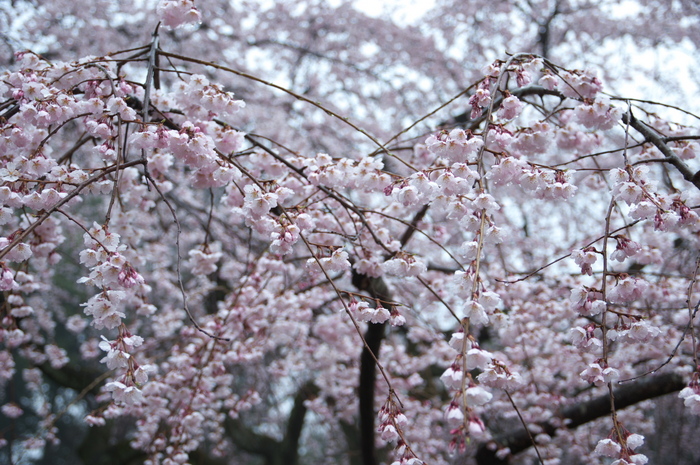 近衞邸跡,桜_2014yaotomi_PK3_7590(F3,5_37mm).jpg