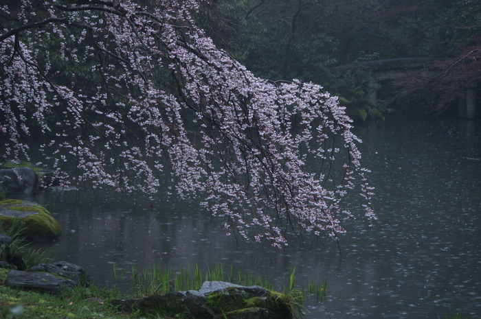 近衞邸跡,桜_2014yaotomi_PK3_7602(F5,0_77mm).jpg