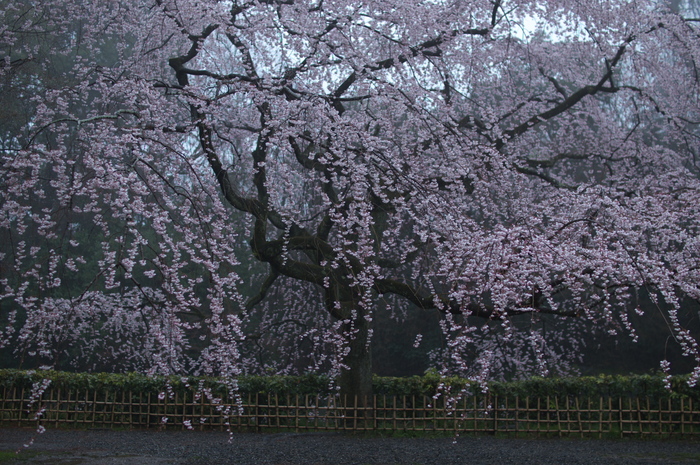 近衞邸跡,桜_2014yaotomi_PK3_7614(F1,8_30mm).jpg