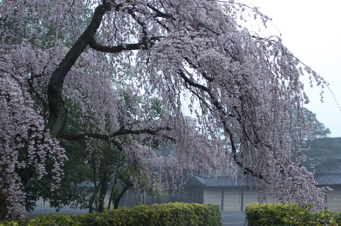 近衞邸跡,桜_2014yaotomi_PK3_7626(F2,5_30mm).jpg