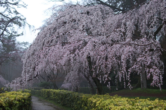 近衞邸跡,桜_2014yaotomi_PK3_7639(F1,8_30mm).jpg