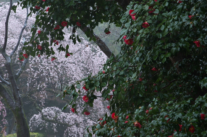 近衞邸跡,桜_2014yaotomi_PK3_7643(F8,0_70mm).jpg