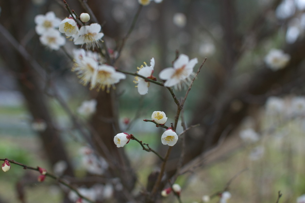 大和七福八宝めぐり 談山神社 2014 ／ SIGMA 30mm F1.4 DC HSM with