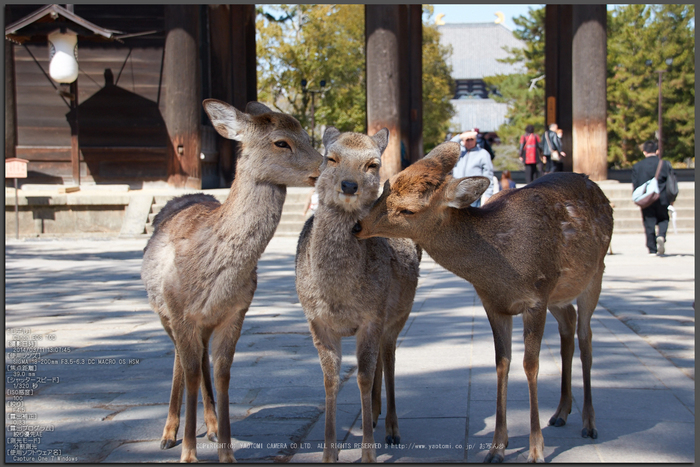 お写ん歩: SIGMA 18-200mm F3.5-6.3 DC MACRO OS HSM Contemporary