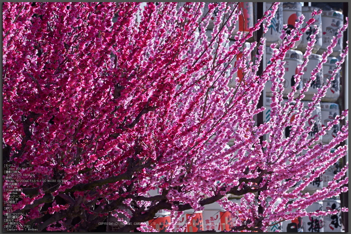 結城神社 梅花 2014 ／ SIGMA 18-200mm F3.5-6.3 DC MACRO OS HSM - お ...